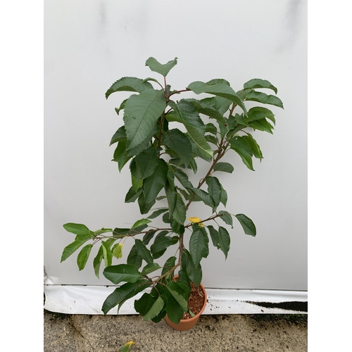 52 - ONE CHERRY PRUNUS 'STELLA' TREE APPROX 160CM TALL. IN A 11.5 LTR POT, STELLA PRODUCES LARGE DARK RED... 