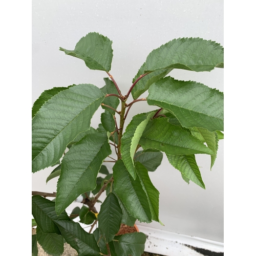 52 - ONE CHERRY PRUNUS 'STELLA' TREE APPROX 160CM TALL. IN A 11.5 LTR POT, STELLA PRODUCES LARGE DARK RED... 