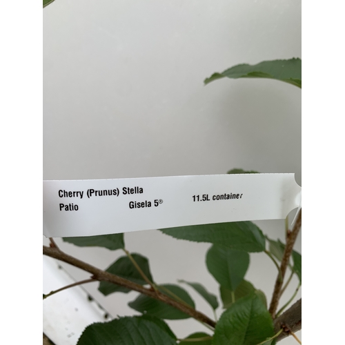 52 - ONE CHERRY PRUNUS 'STELLA' TREE APPROX 160CM TALL. IN A 11.5 LTR POT, STELLA PRODUCES LARGE DARK RED... 