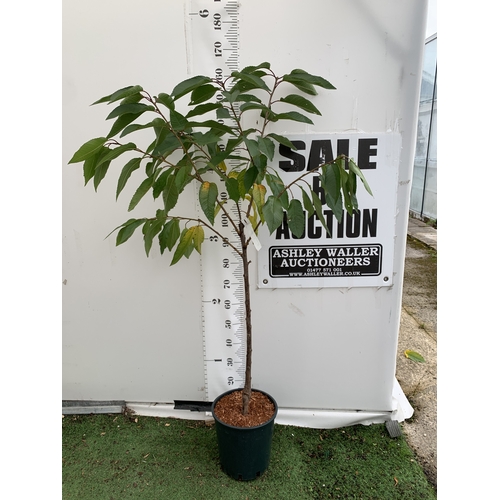 Lot 53        