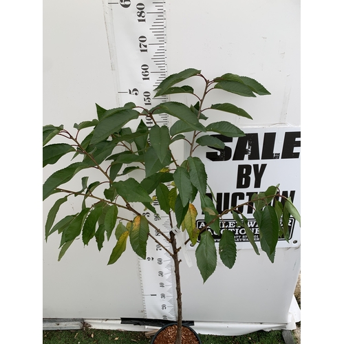 53 - ONE CHERRY PRUNUS 'SUMMER SUN' TREE APPROX 160CM TALL. IN A 12 LTR POT, THIS IS A VERY HARDY CHERRY ... 