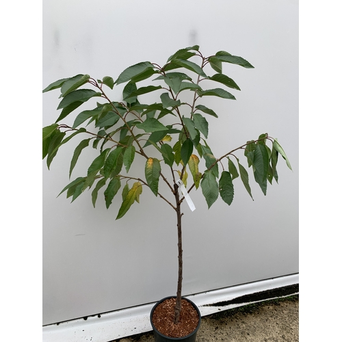 53 - ONE CHERRY PRUNUS 'SUMMER SUN' TREE APPROX 160CM TALL. IN A 12 LTR POT, THIS IS A VERY HARDY CHERRY ... 