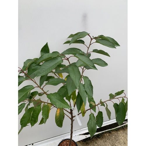 53 - ONE CHERRY PRUNUS 'SUMMER SUN' TREE APPROX 160CM TALL. IN A 12 LTR POT, THIS IS A VERY HARDY CHERRY ... 