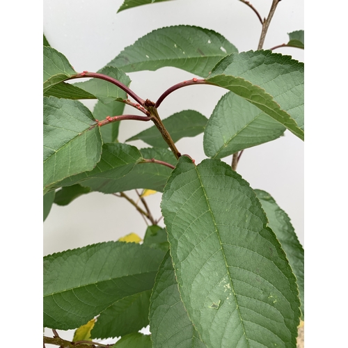 53 - ONE CHERRY PRUNUS 'SUMMER SUN' TREE APPROX 160CM TALL. IN A 12 LTR POT, THIS IS A VERY HARDY CHERRY ... 