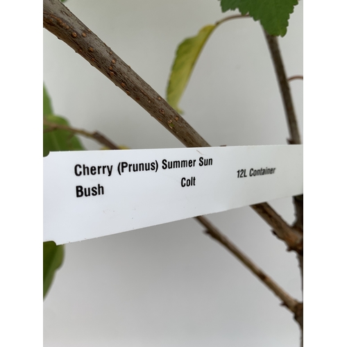 53 - ONE CHERRY PRUNUS 'SUMMER SUN' TREE APPROX 160CM TALL. IN A 12 LTR POT, THIS IS A VERY HARDY CHERRY ... 