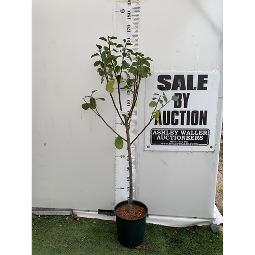 Lot 54        