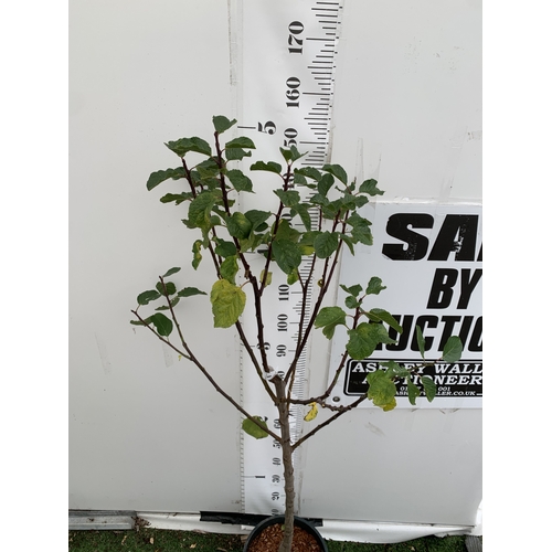 54 - ONE GREENGAGE TREE 'CAMBRIDGE' APPROX 170CM IN HEIGHT IN A 12 LTR POT. GOOD CROPPER AND SELF FERTILE... 