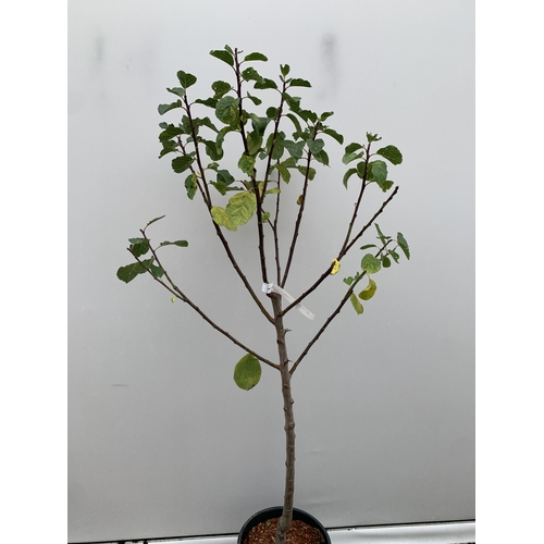 54 - ONE GREENGAGE TREE 'CAMBRIDGE' APPROX 170CM IN HEIGHT IN A 12 LTR POT. GOOD CROPPER AND SELF FERTILE... 