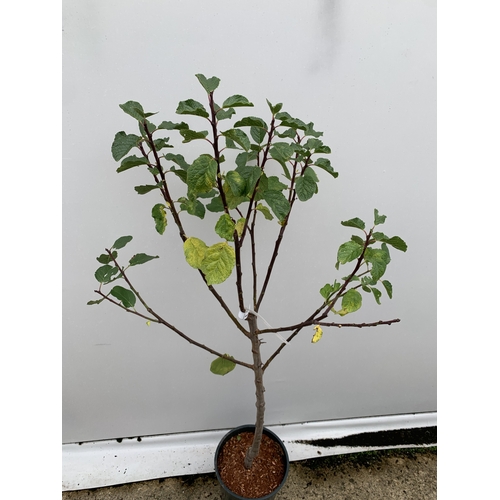 54 - ONE GREENGAGE TREE 'CAMBRIDGE' APPROX 170CM IN HEIGHT IN A 12 LTR POT. GOOD CROPPER AND SELF FERTILE... 