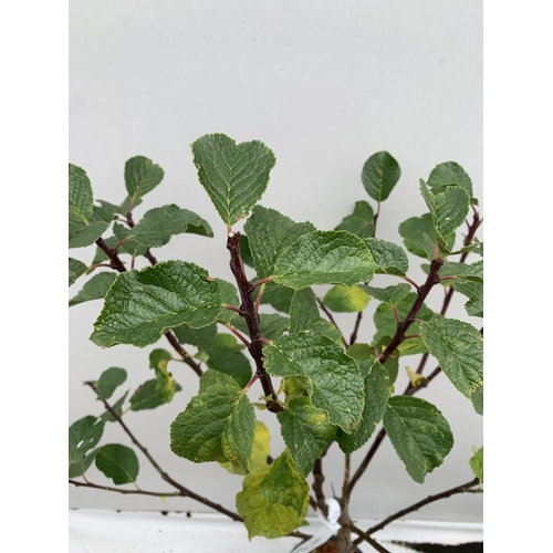 54 - ONE GREENGAGE TREE 'CAMBRIDGE' APPROX 170CM IN HEIGHT IN A 12 LTR POT. GOOD CROPPER AND SELF FERTILE... 