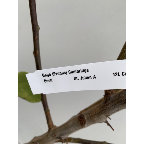 54 - ONE GREENGAGE TREE 'CAMBRIDGE' APPROX 170CM IN HEIGHT IN A 12 LTR POT. GOOD CROPPER AND SELF FERTILE... 