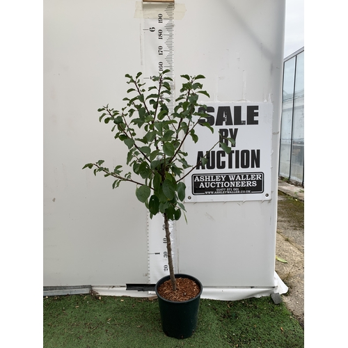 Lot 55        