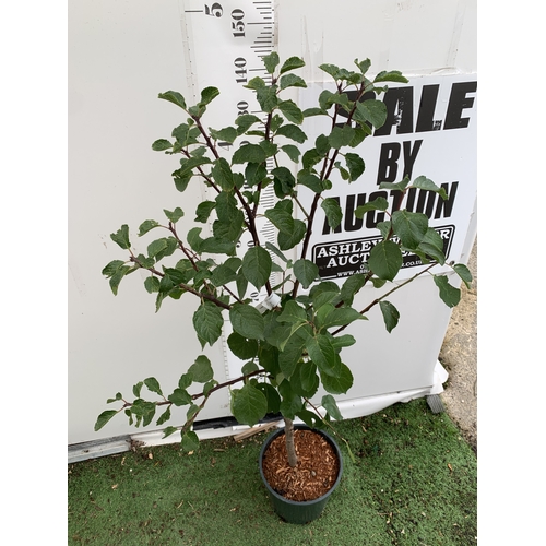 55 - ONE GREENGAGE TREE 'CAMBRIDGE' APPROX 160CM IN HEIGHT IN A 12 LTR POT. GOOD CROPPER AND SELF FERTILE... 