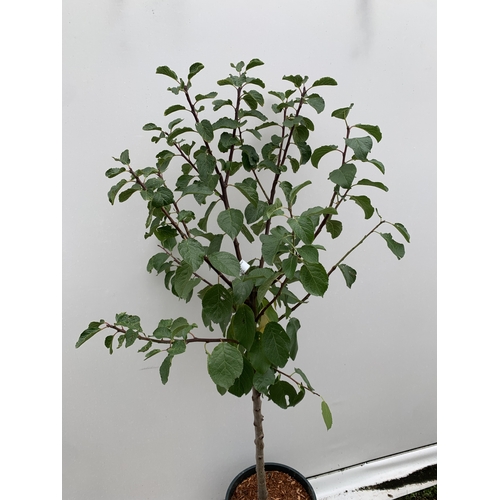 55 - ONE GREENGAGE TREE 'CAMBRIDGE' APPROX 160CM IN HEIGHT IN A 12 LTR POT. GOOD CROPPER AND SELF FERTILE... 