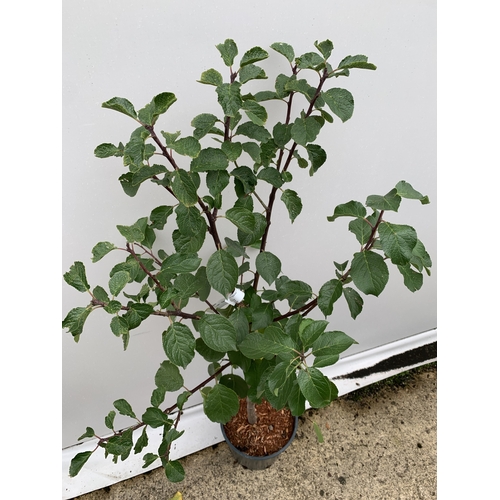 55 - ONE GREENGAGE TREE 'CAMBRIDGE' APPROX 160CM IN HEIGHT IN A 12 LTR POT. GOOD CROPPER AND SELF FERTILE... 