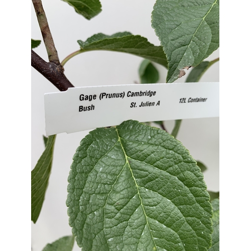 55 - ONE GREENGAGE TREE 'CAMBRIDGE' APPROX 160CM IN HEIGHT IN A 12 LTR POT. GOOD CROPPER AND SELF FERTILE... 