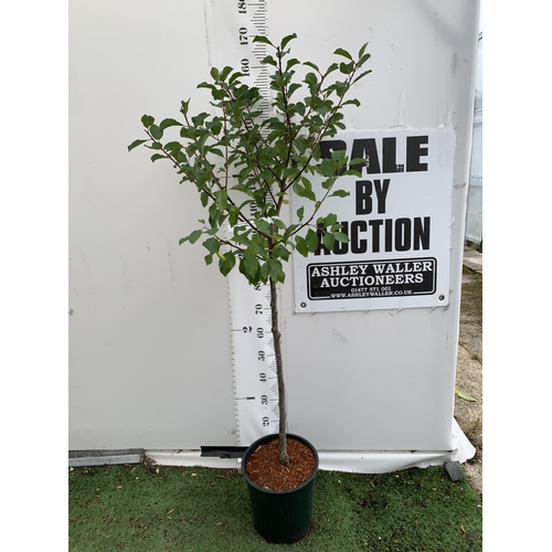 Lot 56        