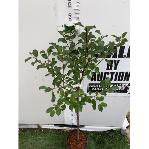 56 - ONE GREENGAGE TREE 'OLD GREENGAGE' APPROX 170CM IN HEIGHT IN A 12 LTR POT. SELECTED BY RHS FOR ITS E... 