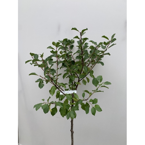 56 - ONE GREENGAGE TREE 'OLD GREENGAGE' APPROX 170CM IN HEIGHT IN A 12 LTR POT. SELECTED BY RHS FOR ITS E... 