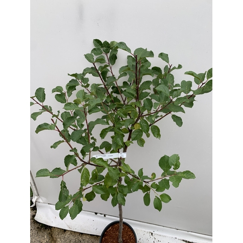 56 - ONE GREENGAGE TREE 'OLD GREENGAGE' APPROX 170CM IN HEIGHT IN A 12 LTR POT. SELECTED BY RHS FOR ITS E... 