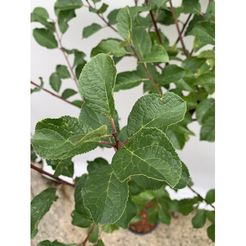 56 - ONE GREENGAGE TREE 'OLD GREENGAGE' APPROX 170CM IN HEIGHT IN A 12 LTR POT. SELECTED BY RHS FOR ITS E... 