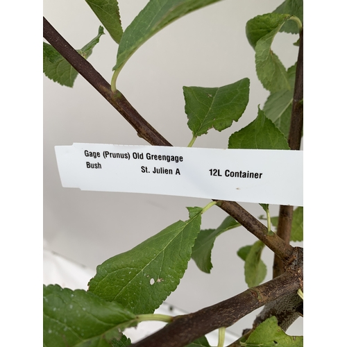 56 - ONE GREENGAGE TREE 'OLD GREENGAGE' APPROX 170CM IN HEIGHT IN A 12 LTR POT. SELECTED BY RHS FOR ITS E... 
