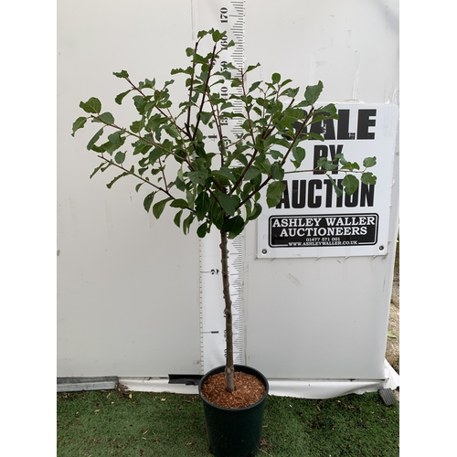 Lot 57        