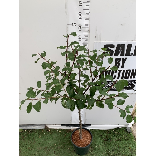 57 - ONE GREENGAGE TREE 'OLD GREENGAGE' APPROX 170CM IN HEIGHT IN A 12 LTR POT. SELECTED BY RHS FOR ITS E... 