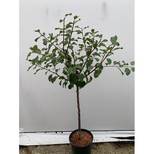 57 - ONE GREENGAGE TREE 'OLD GREENGAGE' APPROX 170CM IN HEIGHT IN A 12 LTR POT. SELECTED BY RHS FOR ITS E... 