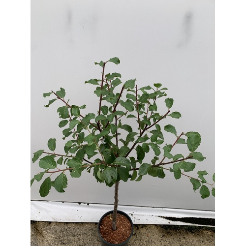 57 - ONE GREENGAGE TREE 'OLD GREENGAGE' APPROX 170CM IN HEIGHT IN A 12 LTR POT. SELECTED BY RHS FOR ITS E... 