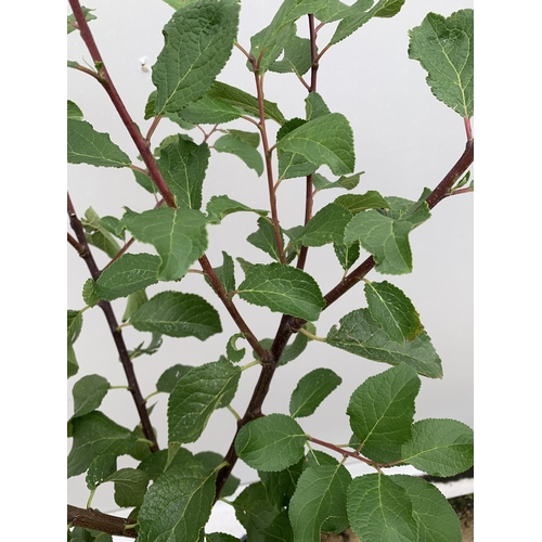57 - ONE GREENGAGE TREE 'OLD GREENGAGE' APPROX 170CM IN HEIGHT IN A 12 LTR POT. SELECTED BY RHS FOR ITS E... 