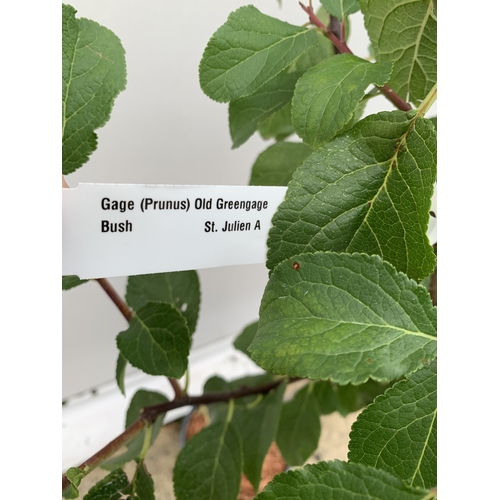 57 - ONE GREENGAGE TREE 'OLD GREENGAGE' APPROX 170CM IN HEIGHT IN A 12 LTR POT. SELECTED BY RHS FOR ITS E... 