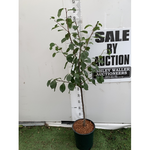 Lot 58        