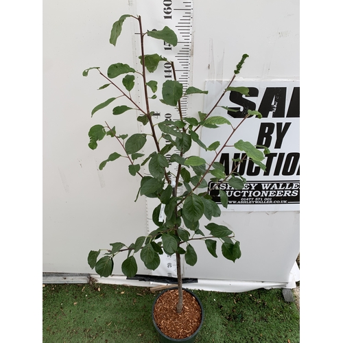 58 - ONE PLUM PRUNUS FRUIT TREE 'VICTORIA'. APPROX 160CM IN HEIGHT IN A 12 LTR POT. OVAL BRIGHT RED FRUIT... 