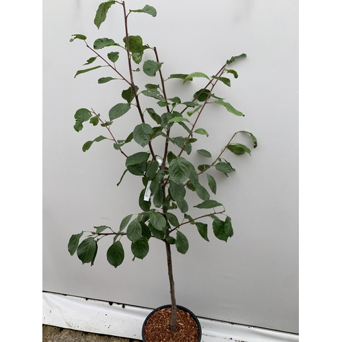 58 - ONE PLUM PRUNUS FRUIT TREE 'VICTORIA'. APPROX 160CM IN HEIGHT IN A 12 LTR POT. OVAL BRIGHT RED FRUIT... 
