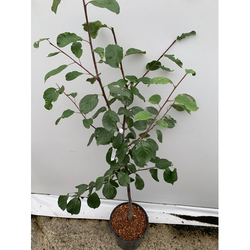 58 - ONE PLUM PRUNUS FRUIT TREE 'VICTORIA'. APPROX 160CM IN HEIGHT IN A 12 LTR POT. OVAL BRIGHT RED FRUIT... 