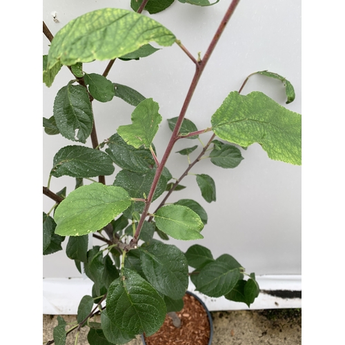 58 - ONE PLUM PRUNUS FRUIT TREE 'VICTORIA'. APPROX 160CM IN HEIGHT IN A 12 LTR POT. OVAL BRIGHT RED FRUIT... 