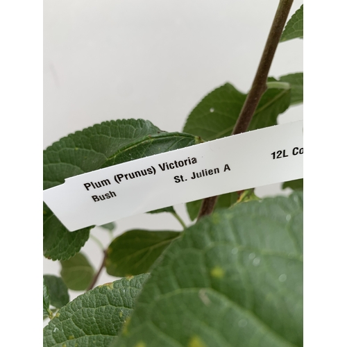 58 - ONE PLUM PRUNUS FRUIT TREE 'VICTORIA'. APPROX 160CM IN HEIGHT IN A 12 LTR POT. OVAL BRIGHT RED FRUIT... 