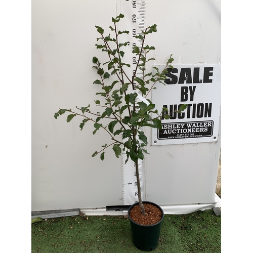 Lot 59        