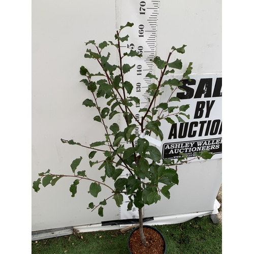 59 - ONE PLUM TREE ' MARJORIE'S SEEDLING' APPROX 170CM TALL IN A 12 LTR POT. ONE OF THE LATEST PICKING PL... 