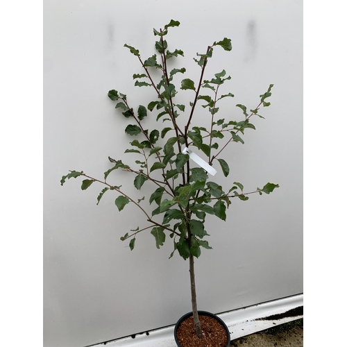 59 - ONE PLUM TREE ' MARJORIE'S SEEDLING' APPROX 170CM TALL IN A 12 LTR POT. ONE OF THE LATEST PICKING PL... 