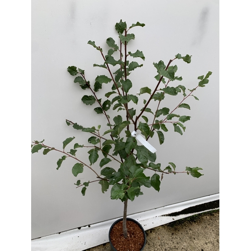 59 - ONE PLUM TREE ' MARJORIE'S SEEDLING' APPROX 170CM TALL IN A 12 LTR POT. ONE OF THE LATEST PICKING PL... 