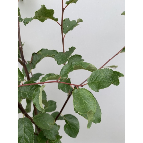 59 - ONE PLUM TREE ' MARJORIE'S SEEDLING' APPROX 170CM TALL IN A 12 LTR POT. ONE OF THE LATEST PICKING PL... 
