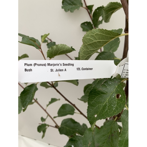 59 - ONE PLUM TREE ' MARJORIE'S SEEDLING' APPROX 170CM TALL IN A 12 LTR POT. ONE OF THE LATEST PICKING PL... 