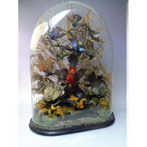 Victorian stuffed birds store in glass dome