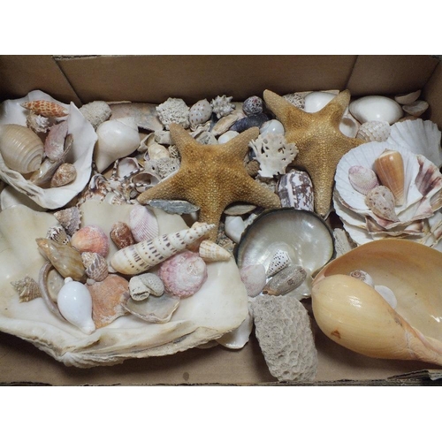 84 - A TRAY OF ASSORTED SEASHELLS, STARFISH ETC.