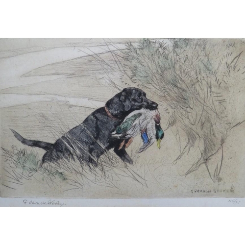 34 - GEORGE VERNON STOKES (1873-1954) study of a Labrador fetching a mallard, signed in pencil lower left... 