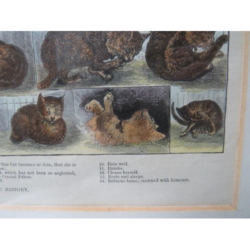 8 - CIRCLE OF LOUIS WAIN (1860-1939). A coloured antique print,'Our Cats, A Domestic History', framed an... 