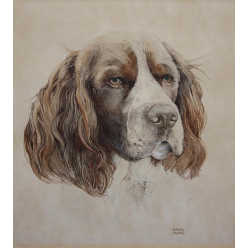 113 - ROBERTA SCOTT (XX). Study of a spaniel, signed lower right, drawing / watercolour, framed and glazed... 