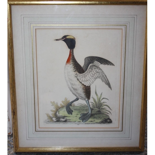 31 - A SET OF FOUR COLOURED ORNITHOLOGICAL ENGRAVINGS, gilt framed and glazed, 25.5 x 20.5 cm